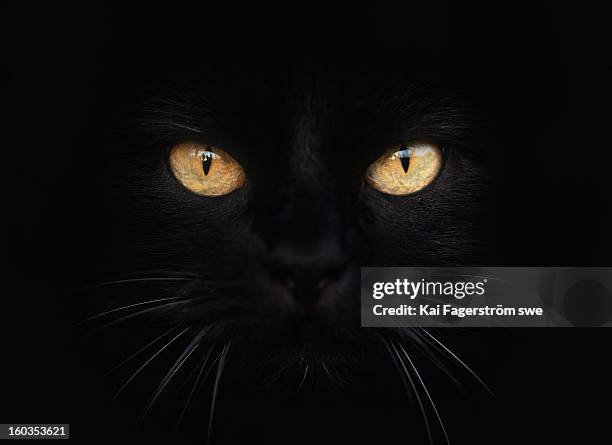 selma - black cat stock pictures, royalty-free photos & images