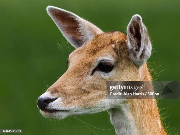 close-up of fallow white - fallow deer fotografías e imágenes de stock