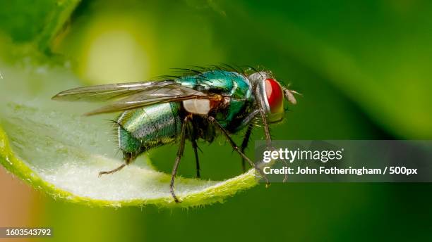 close-up of fly on leaf - housefly stock pictures, royalty-free photos & images