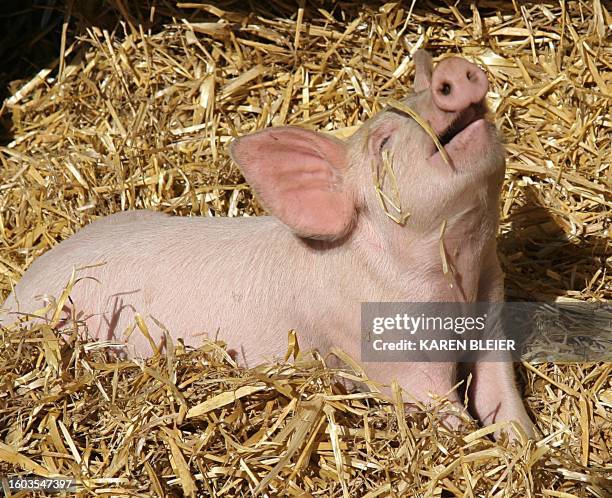 Piglet tries to get a piece of straw off its snout 29 October 2006 at Cox Farms in Chantilly, Virginia.