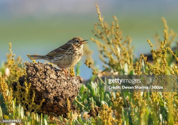 close-up of songbird perching on plant - songbird stock pictures, royalty-free photos & images