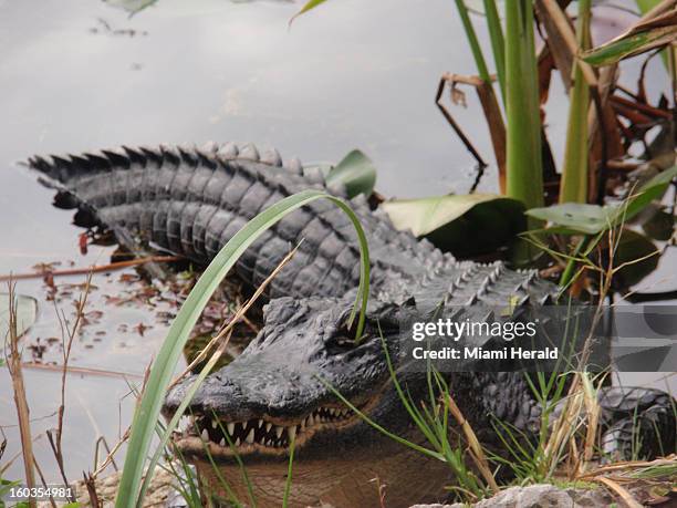 An alligator rests in the water at the Shark Valley Visitor Center in Everglades National Park, Florida.