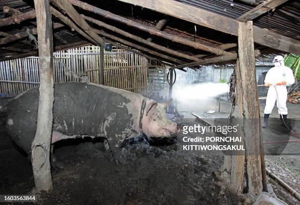 Thai livestock official sprays disinfectant next to pig at a farm in Kanchanaburi province where the first death from bird flu occured in Thailand,...
