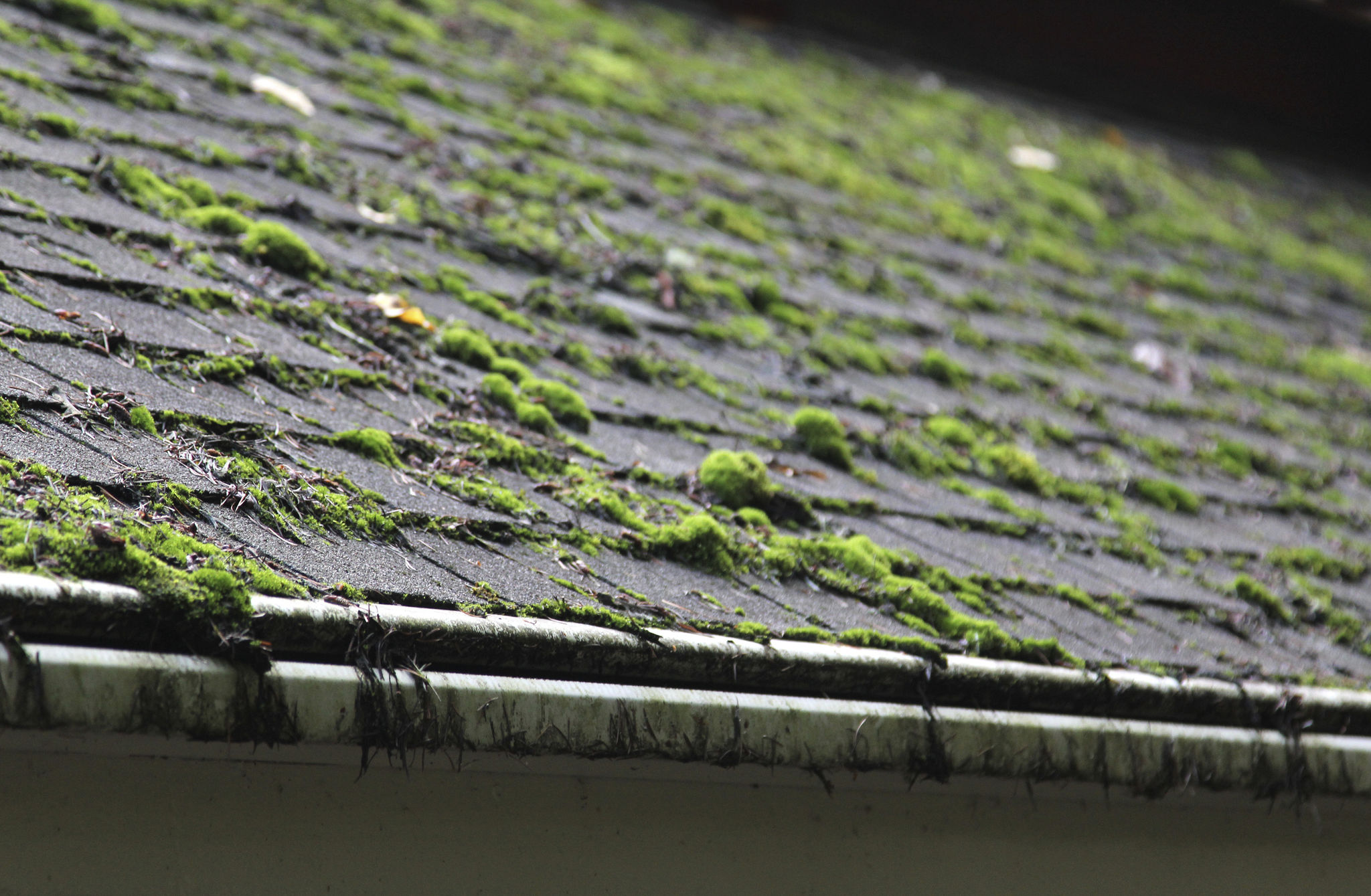 roof moss