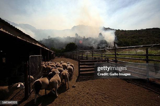 Sheep run at La'Arc De Orleansr on January 29 in Paarl, South Africa. No firemen were present as the veld fire swept through the entire Boland region...
