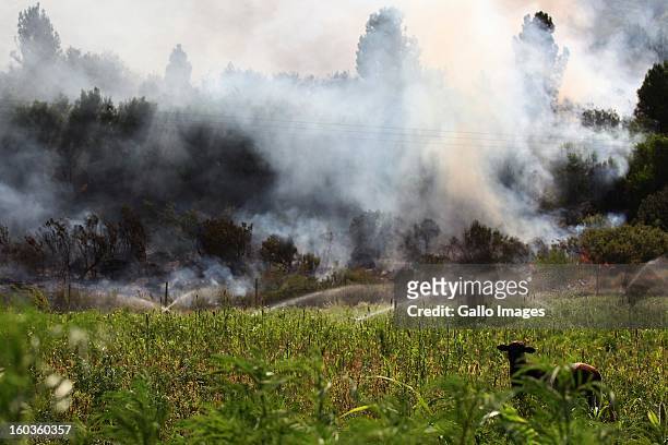 Sheep in the field at La'Arc De Orleans on January 29 in Paarl, South Africa. No firemen were present as the veld fire swept through the entire...