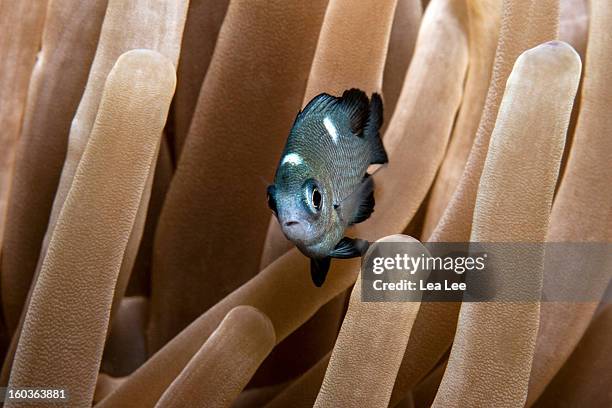 three-spotted damselfish - dascyllus trimaculatus stock pictures, royalty-free photos & images
