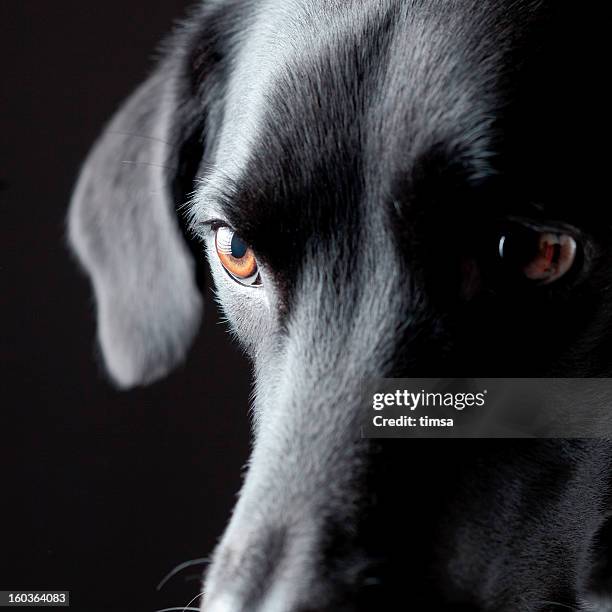 dog with predatorial look - labrador-retriever stockfoto's en -beelden