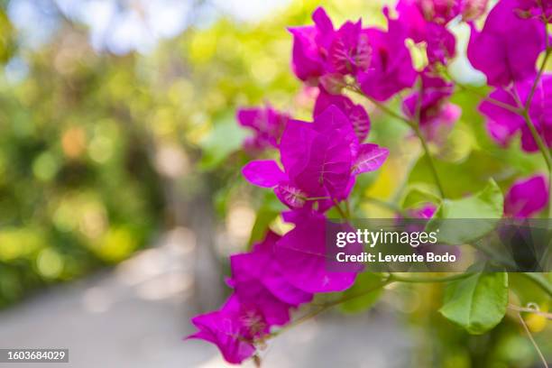 close-up of bougainvillea blooming outdoors. blurred bright sunset lush foliage nature. tropical exotics floral pattern. sunlight idyllic natural garden - buganville foto e immagini stock