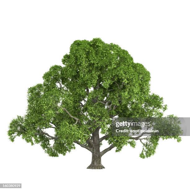 oak - oak tree isolated stock pictures, royalty-free photos & images