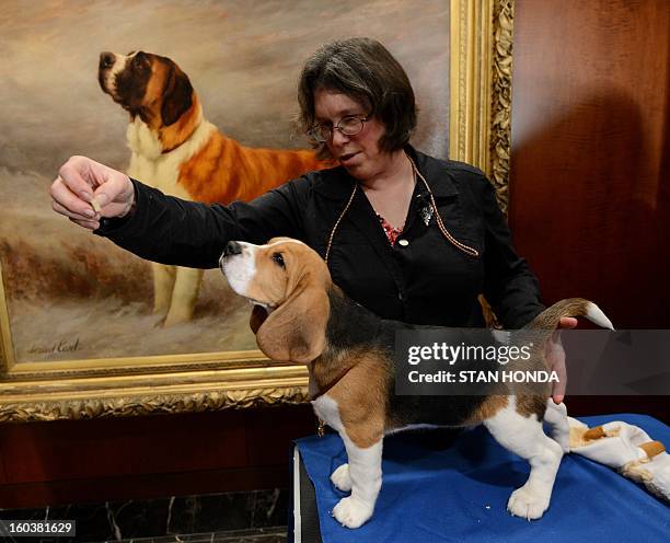 Shiloh, a Beagle, gets a snack from Mary Cummings at an American Kennel Club press conference January 30, 2013 in New York where the most popular...