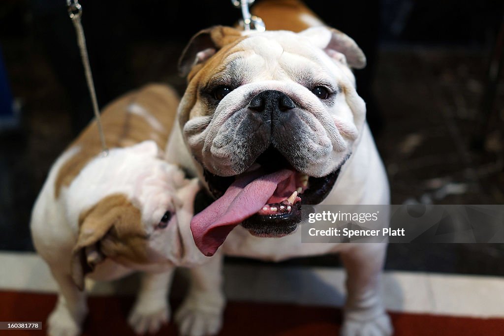 American Kennel Club Releases Annual List Of Most Popular Breeds In U.S.