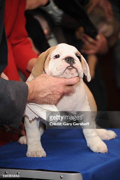 Dominique, a Bulldog puppy poses for pictures as the American Kennel Club Announces Most Popular Dogs in the U.S. On January 30, 2013 in New York...