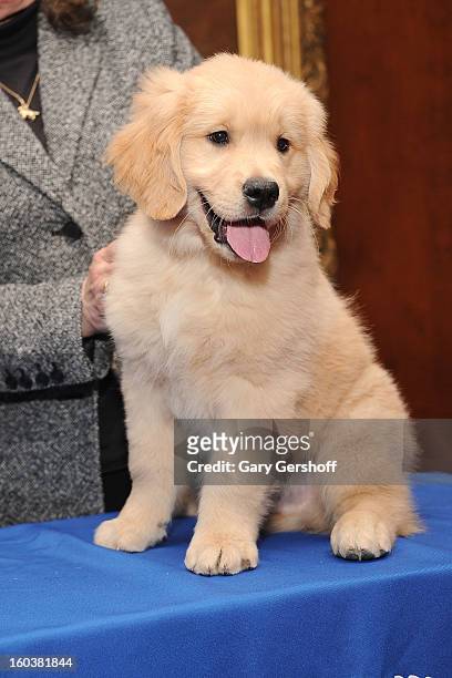 Gibbs, a Golden Retriever puppy poses for pictures as the American Kennel Club Announces Most Popular Dogs in the U.S. On January 30, 2013 in New...
