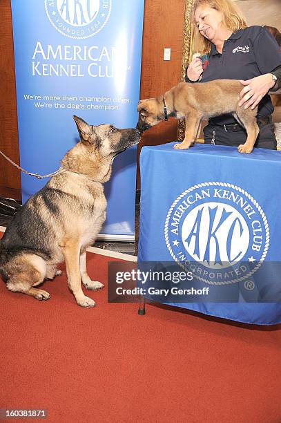 Two German Shepherds, Commander and Tsunami pose for pictures as the American Kennel Club Announces Most Popular Dogs in the U.S. On January 30, 2013...