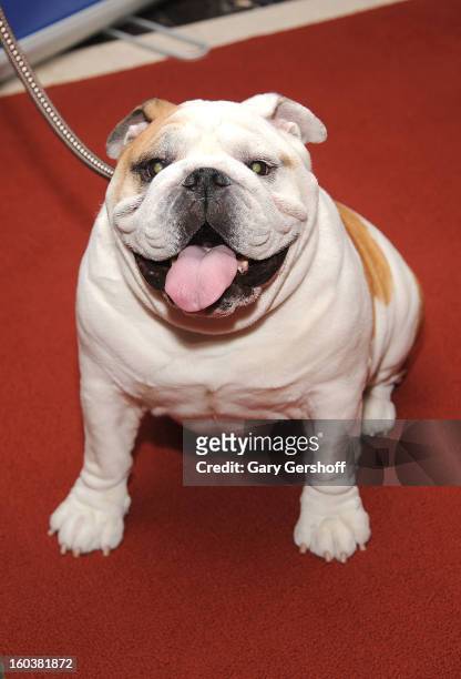 Munch, a Bulldog poses for pictures as the American Kennel Club Announces Most Popular Dogs in the U.S. On January 30, 2013 in New York City.