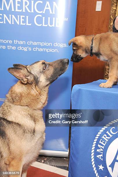 Two German Shepherds, Commander and Tsunami pose for pictures as the American Kennel Club Announces Most Popular Dogs in the U.S. On January 30, 2013...