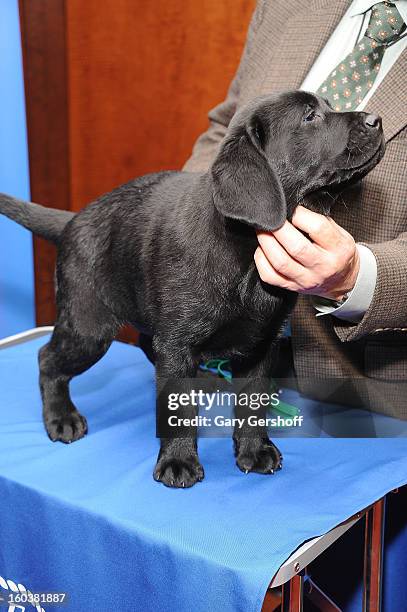 Ace, a Labrador Retriever puppy poses for pictures as the American Kennel Club Announces Most Popular Dogs in the U.S. On January 30, 2013 in New...