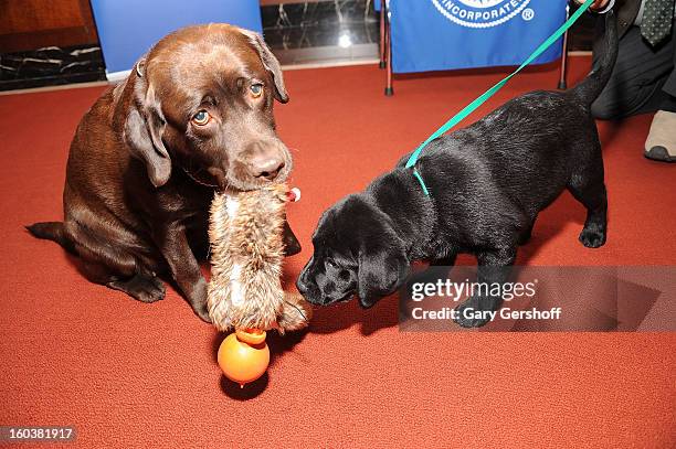 Two Labrador Retrievers, Shayna and Ace pose for pictures as the American Kennel Club Announces Most Popular Dogs in the U.S. On January 30, 2013 in...