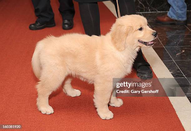 Gibbs, a Golden Retriever poses for pictures as the American Kennel Club Announces Most Popular Dogs in the U.S. On January 30, 2013 in New York City.