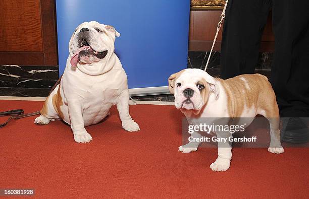 Two Bulldogs, Munch and Dominique pose for pictures as the American Kennel Club Announces Most Popular Dogs in the U.S. On January 30, 2013 in New...