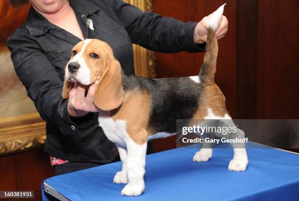 Shiloh, a Beagle puppy poses for pictures as the American Kennel Club Announces Most Popular Dogs in the U.S. On January 30, 2013 in New York City.