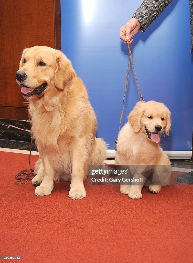 American Kennel Club Announces Most Popular Dogs In The U.S.