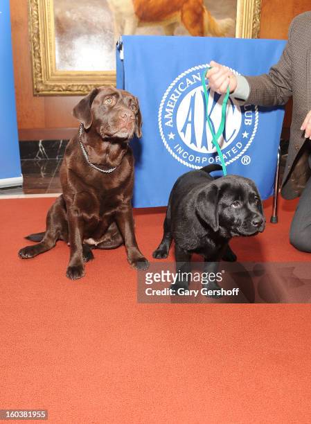 Two Labrador Retrievers, Shayna and Ace pose for pictures as the American Kennel Club Announces Most Popular Dogs in the U.S. On January 30, 2013 in...