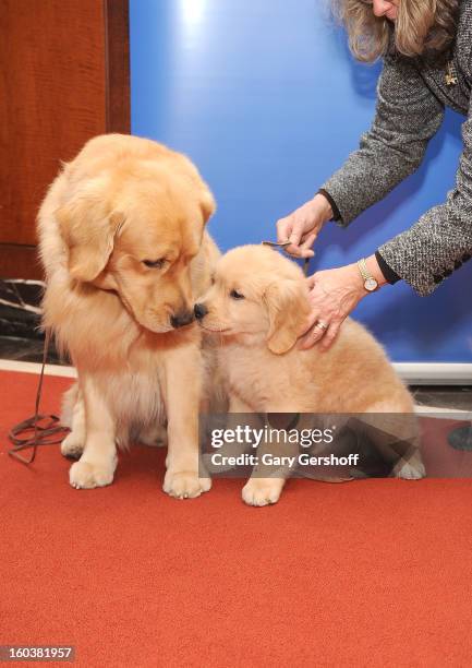 Two Golden Retrievers, Major and Gibbs pose for pictures as the American Kennel Club Announces Most Popular Dogs in the U.S. On January 30, 2013 in...