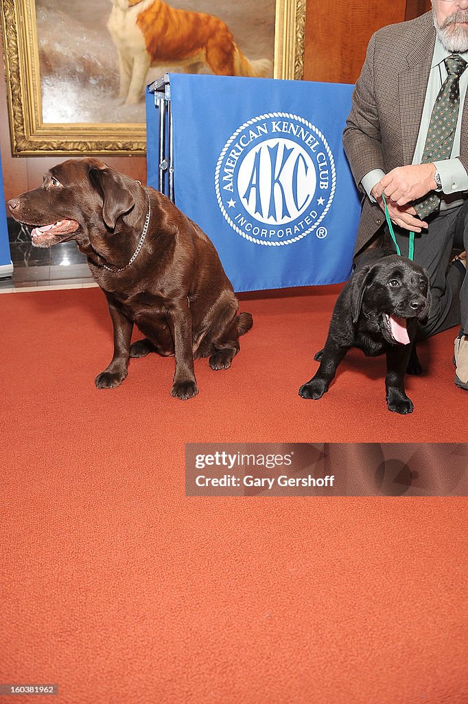 American Kennel Club Announces Most Popular Dogs In The U.S.