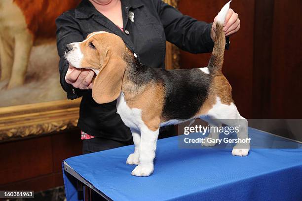 Shiloh, a Beagle puppy poses for pictures as the American Kennel Club Announces Most Popular Dogs in the U.S. On January 30, 2013 in New York City.