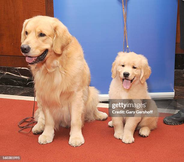 Two Golden Retrievers, Major and Gibbs pose for pictures as the American Kennel Club Announces Most Popular Dogs in the U.S. On January 30, 2013 in...