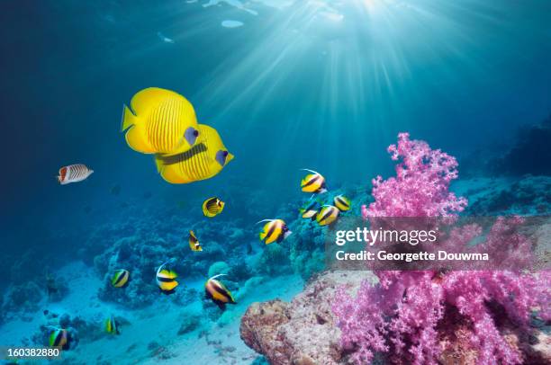 coral reef with butterflyfish - unterwasseraufnahme meer sonne stock-fotos und bilder