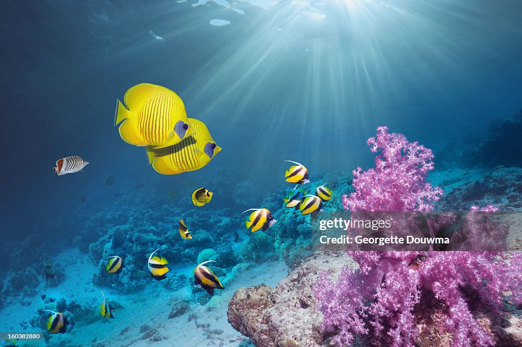 Coral reef with Butterflyfish