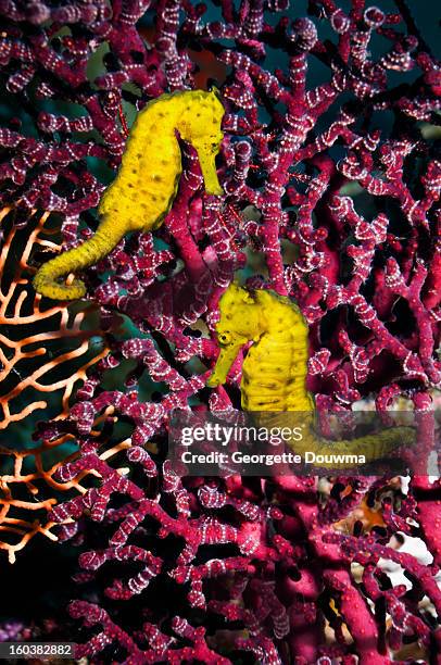 sea horses - yellow seahorse stock pictures, royalty-free photos & images