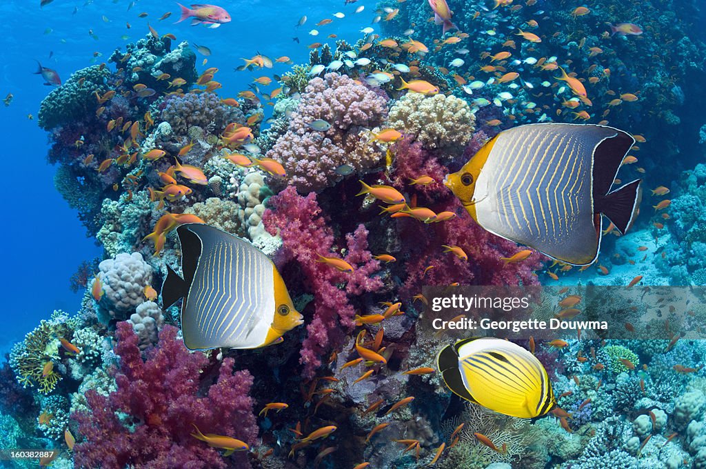 Coral reef scenery with fish