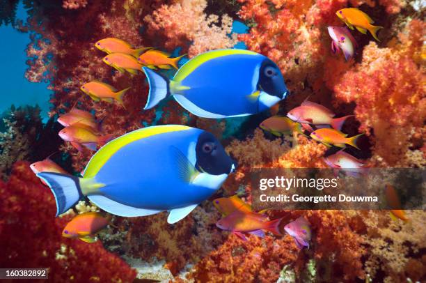 powder-blue surgeonfish - acanthaster planci stock-fotos und bilder