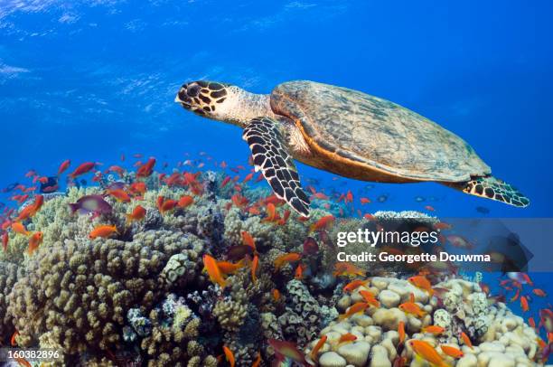 hawksbill sea turtle - hawksbill turtle stock pictures, royalty-free photos & images