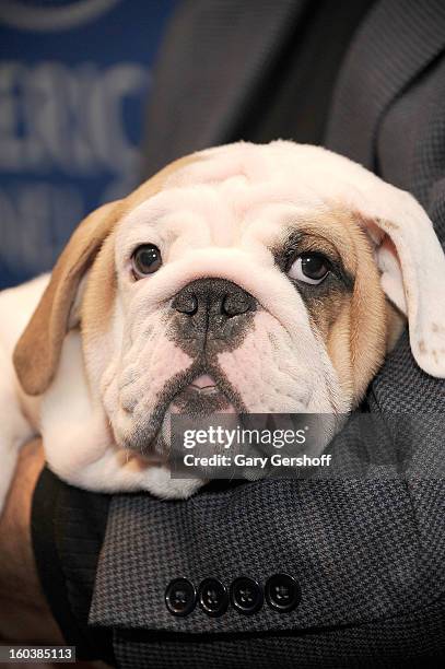 Dominique, a Bulldog puppy poses for pictures as the American Kennel Club Announces Most Popular Dogs in the U.S. On January 30, 2013 in New York...