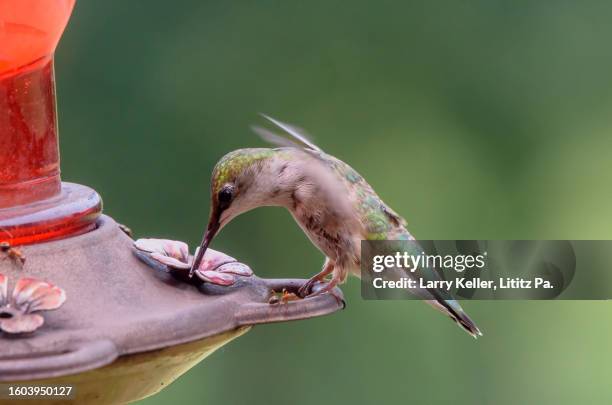 female ruby-throated hummingbird perched on a feeder - pic of hummingbird stock pictures, royalty-free photos & images