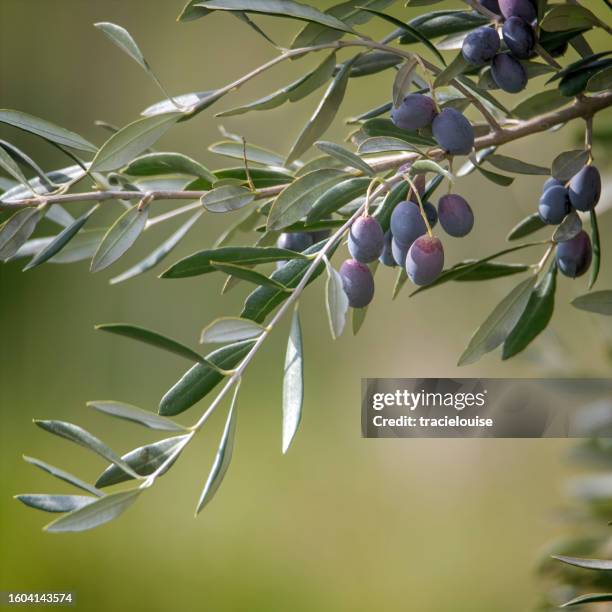 aceitunas negras en crecimiento - rama de olivo fotografías e imágenes de stock