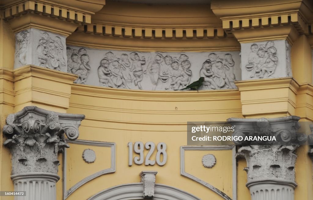 COSTA RICA-AMINALS-PARROT-FEATURE