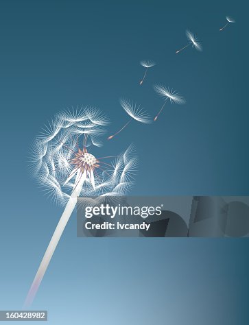 Dandelion Dandelion