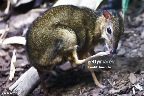 Java Mouse Deer Scale Example 63 Chevrotain Stock Photos, High-Res Pictures, and Images - Getty Images