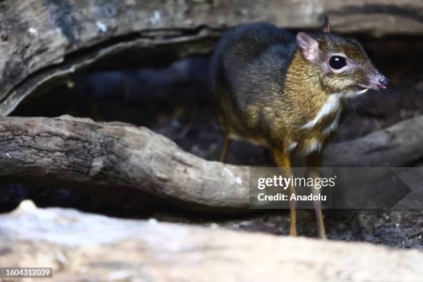 Java Mouse Deer Scale Example 60 Mousedeer Stock Photos, High-Res Pictures, and Images - Getty Images