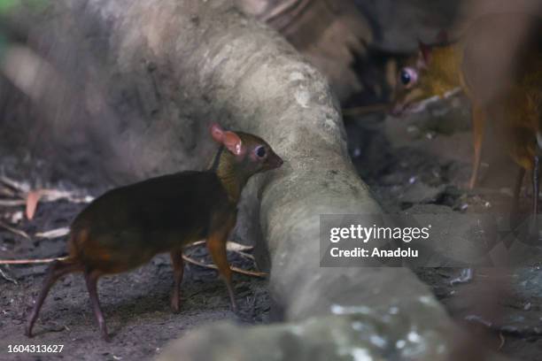 Java Mouse Deer Scale Example 60 Mousedeer Stock Photos, High-Res Pictures, and Images - Getty Images