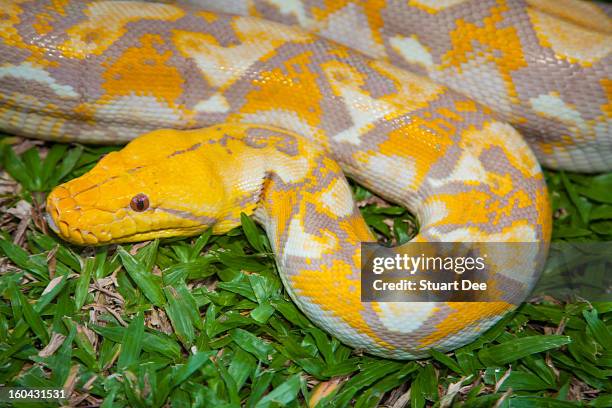 albino burmese python - yellow burmese python stock-fotos und bilder