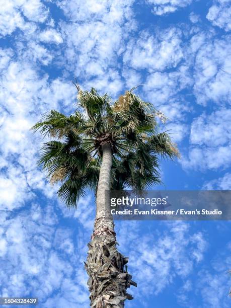 tropical palm tree with blue sky and clouds - evan kissner stock pictures, royalty-free photos & images