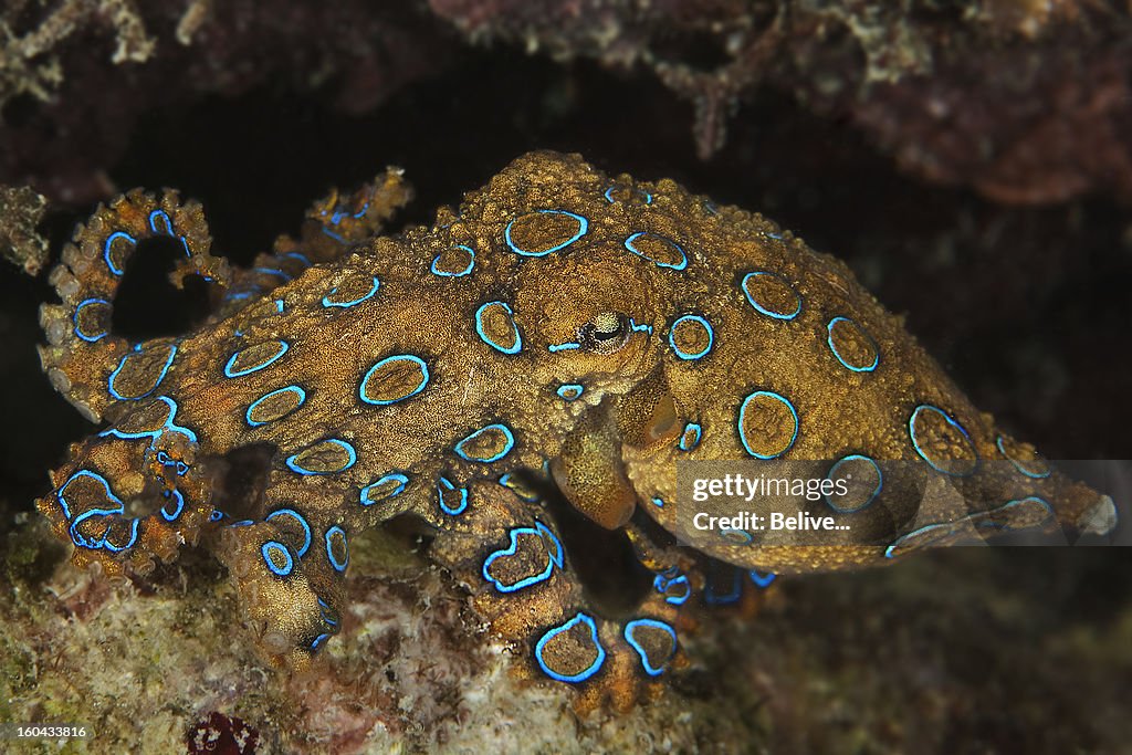 Blue ringed octopuses