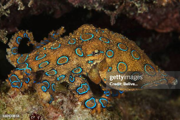 blue ringed octopuses - blue ringed octopus stock pictures, royalty-free photos & images